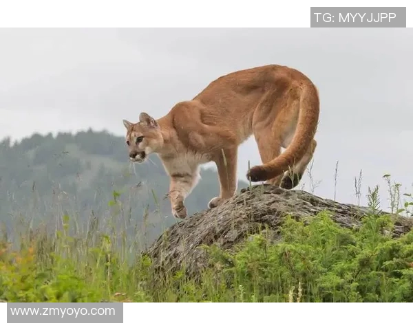 美洲狮与阿特拉斯的精彩对决视频全景解析与精彩瞬间回顾